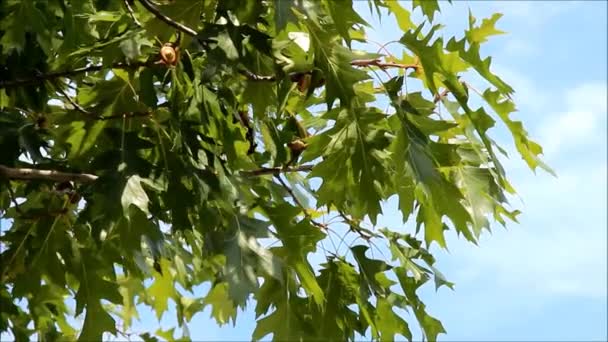 Oak branch with small acorns — Stock Video