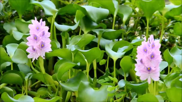 Deux eichhornia crassipes ou jacinthes d'eau entourées de feuilles — Video