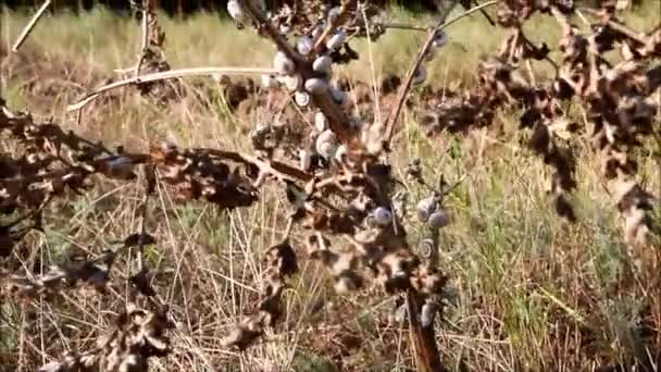 Une branche sèche mangée par de petits escargots gris 