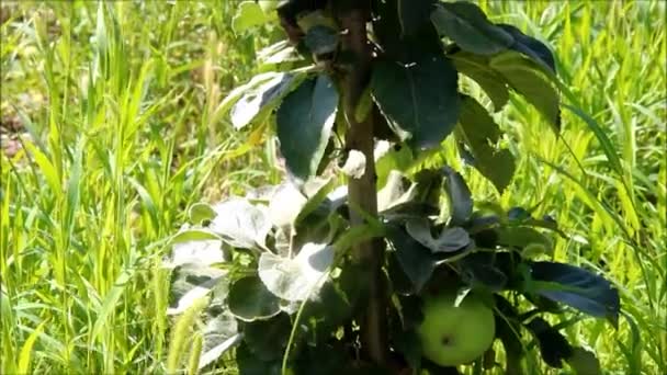 Ett litet äppelträd med äpplen — Stockvideo