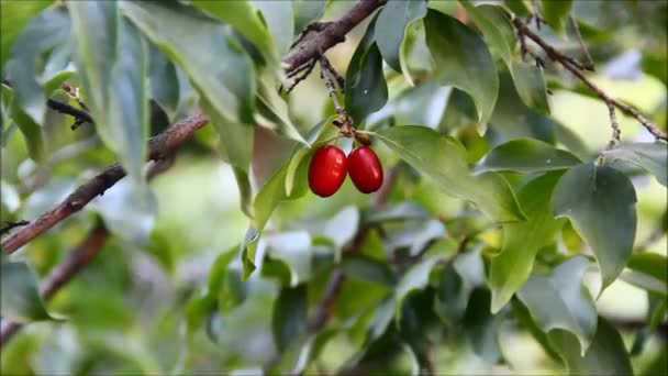 Los frutos de un Cornus mas, cerezo Corneliano, cornel Europeo o cherry dogwood Corneliano en una rama — Vídeos de Stock