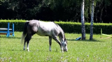 Gri bir at bir padok otlatma