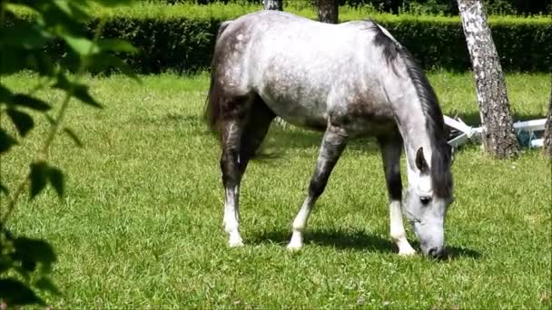Un cheval gris broutant dans un enclos 