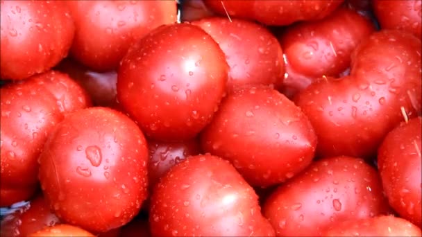 Kapky vody dopadající na zralých rajčat — Stock video