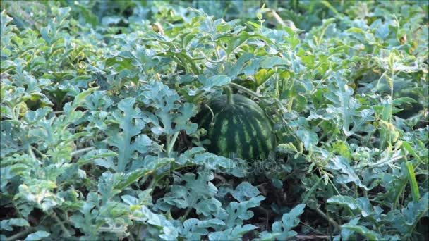 Sandía madura rodeada de hojas en el jardín — Vídeos de Stock