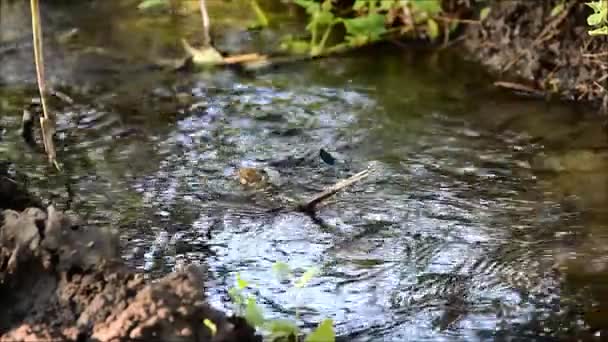 A dragonfly on a stick in the middle of a narrow stream — Stock Video