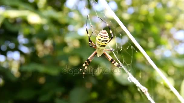 Une grande araignée à rayures noires et jaunes s'échappant de la caméra — Video