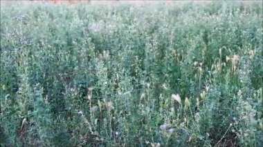 Kelebekotu veya çiçek açan burclover olarak bilinen Medicago,