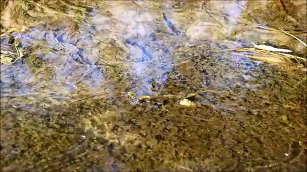 A shallow stream with algae and insects gliding on the wate — Stock Video
