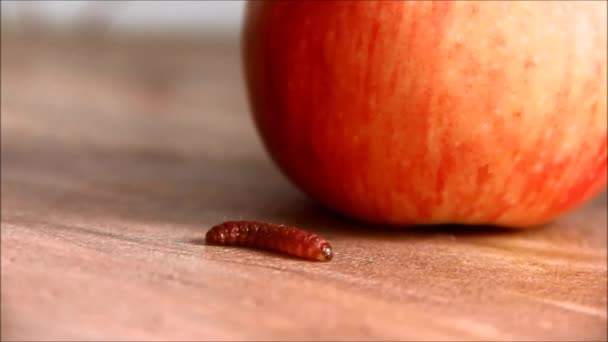 Oruga arrastrándose más allá de una manzana roja — Vídeos de Stock