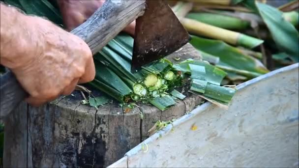 Мужчина фермер нарезает стебли кукурузы для кормления животных — стоковое видео