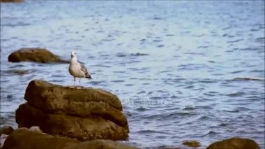 Genç martı duran dalgalar tarafından çevrili bir kayanın üzerinde