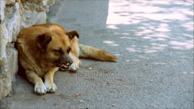 Terk edilmiş köpek, kötü durumda, bir yol kenarında yalan
