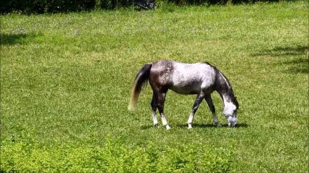 Un cheval gris broutant sur une prairie verte — Video