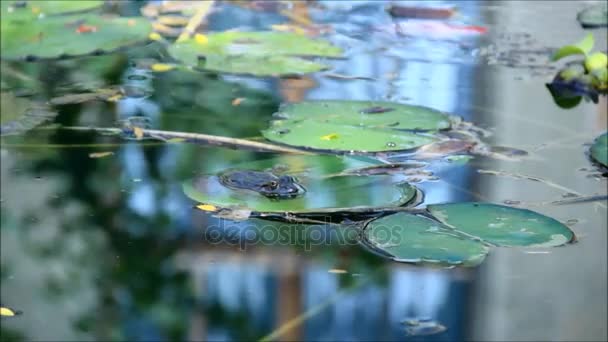 Rana sentada en una almohadilla de lirio en un estanque — Vídeos de Stock