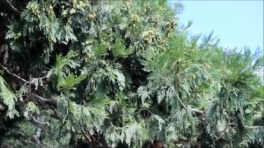 Meyve Mazı (bitki) ağacı