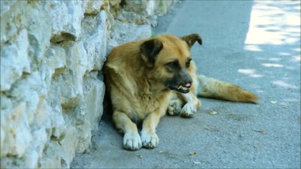 Εγκαταλειμμένο σκυλί, σε κακή κατάσταση, βλέπει ανθρώπους που περνούν από — Αρχείο Βίντεο