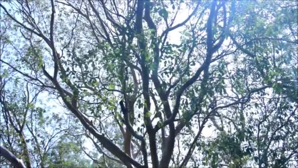 Arbutus andrachne или греческое клубничное дерево — стоковое видео