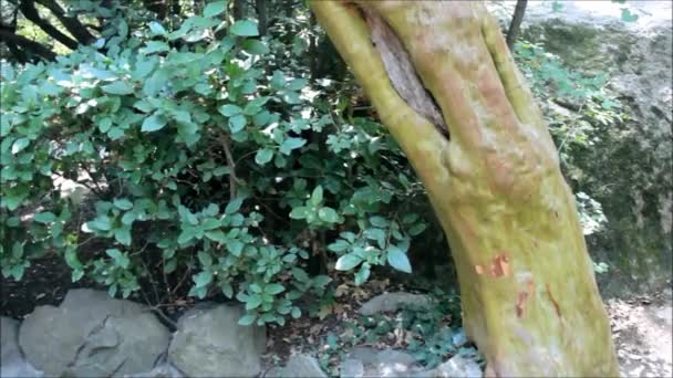 Arbutus andrachne, communément appelé le fraisier grec 