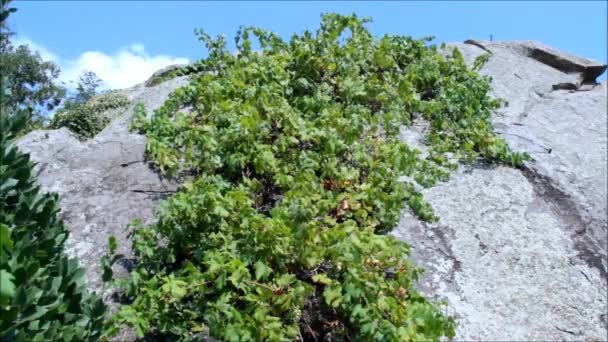 Grapevine op een klif — Stockvideo