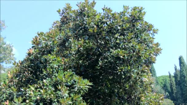 Magnolia grandiflora, allgemein bekannt als südliche Magnolie oder Bullenbucht — Stockvideo