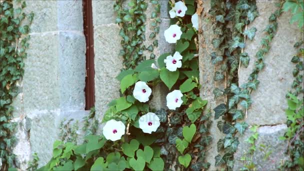 Ipomoea and ivy growing on a stone wall — Stock Video