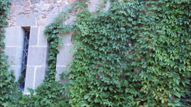 Stone wall overgrown with ivy — Stock Video