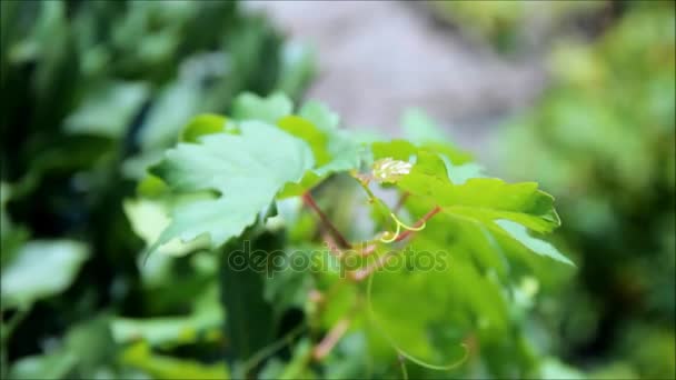 Young grape vine swaying in the wind — Stock Video