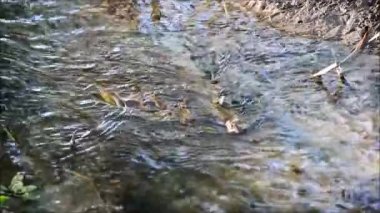Temiz su, closeup ile dar bir dere
