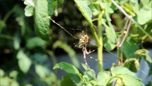 Uma aranha grande com listras pretas e amarelas em sua teia — Vídeo de Stock