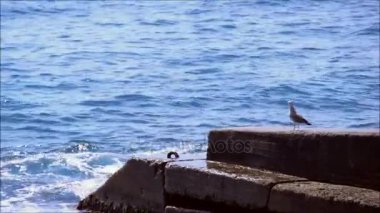 martı dalgakıran üzerinde