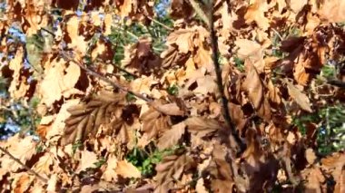 Sonbahar yaprakları, yakın çekim