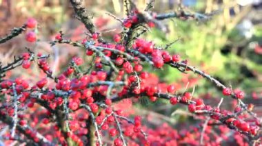 Kırmızılar çalılıklarda