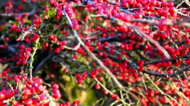 Kırmızılar çalılıklarda