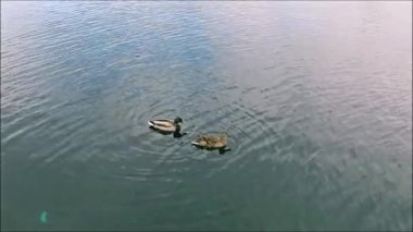 Yeşilbaş ördekler bir çift