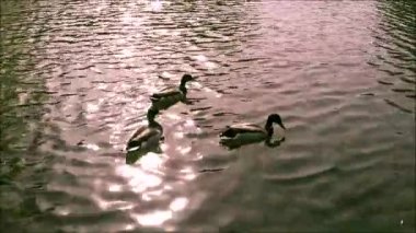 Uzakta Yüzme üç yeşilbaş ördekler
