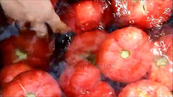 Bäuerin wäscht Tomaten und zieht sie aus dem Wasser — Stockvideo