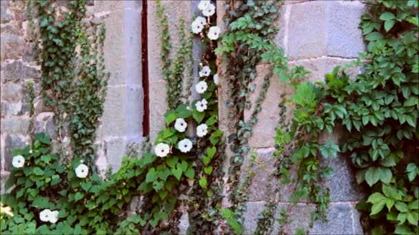 Plantas entrelazando un muro de piedra — Vídeo de stock