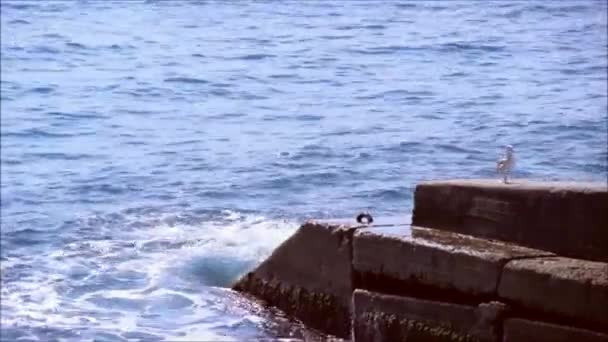 Seagull lämnar vågbrytaren — Stockvideo