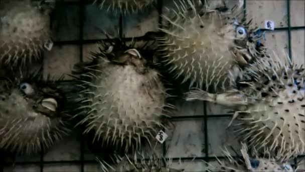 Souvenirer Porcupinefish, blowfish, balloonfish eller globefish — Stockvideo