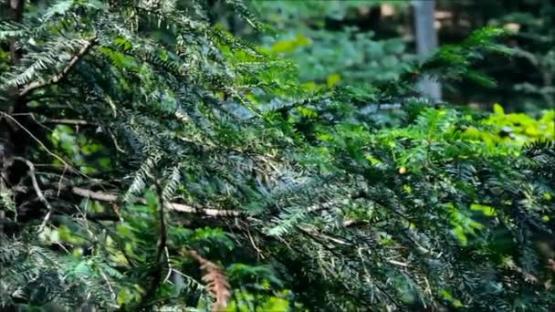 Taxus baccata, αρχικά γνωστή ως yew, αγγλικό yew ή Ευρωπαϊκό yew, δηλητηριώδη — Αρχείο Βίντεο