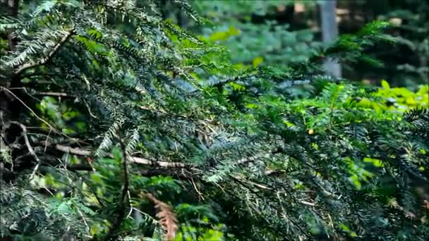 Taxus baccata, originalmente conocido como tejo, tejo inglés o tejo europeo, venenoso — Vídeos de Stock