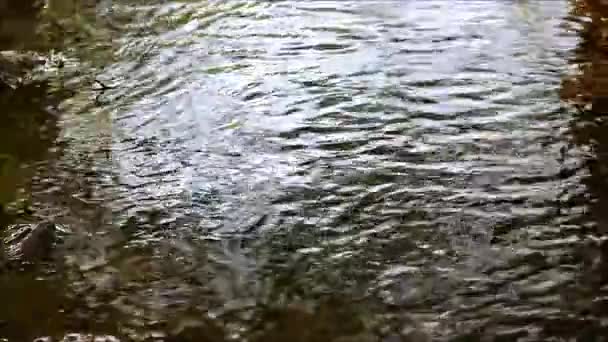 Das fließende Wasser eines seichten Flusses — Stockvideo