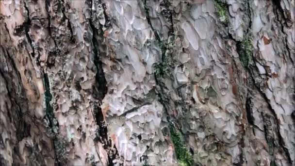 Кора дерева, текстура — стоковое видео