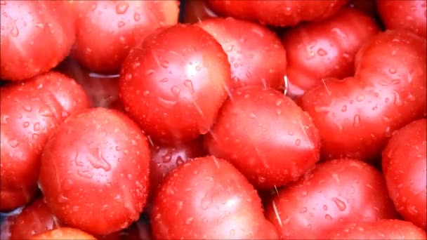 Vattendroppar droppande på rosa tomater — Stockvideo