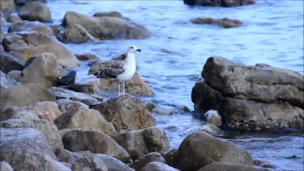 Burung camar muda terbang dari satu batu di atas batu lainnya — Stok Video