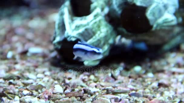 在水族馆的蓝色霓虹灯鰕虎鱼 — 图库视频影像