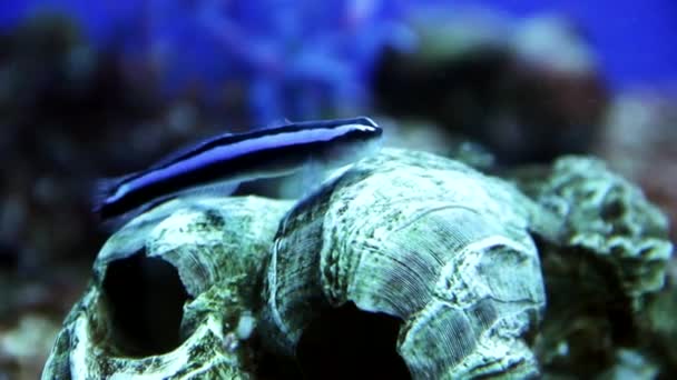 Blue Neon Goby in aquarium — Stock Video