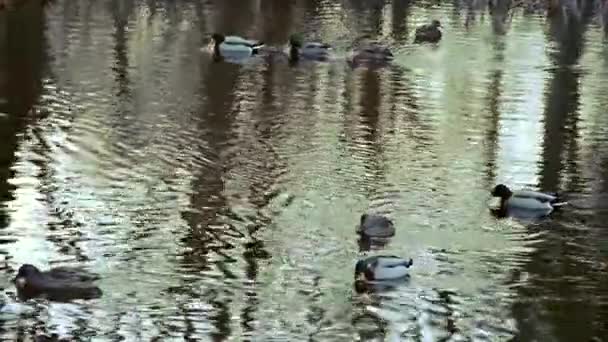 Patos em uma lagoa — Vídeo de Stock