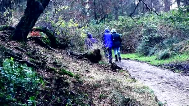 Personas con perros paseando en el bosque otoñal — Vídeo de stock